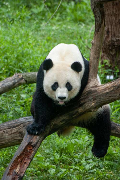 Panda Bear Animal No Cost Stock Image