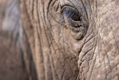 Elephant African Animal No Cost Stock Image