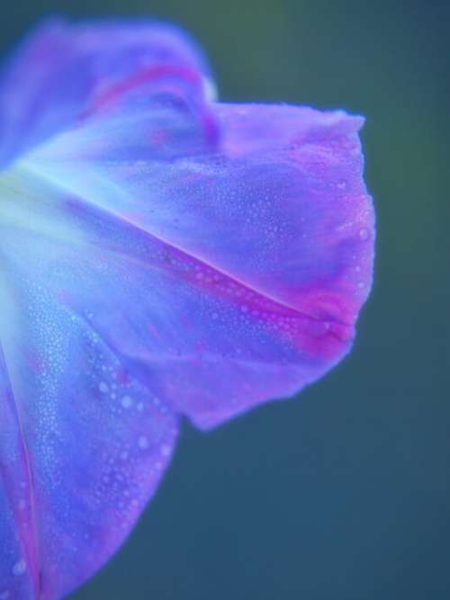 Blue Flower Close Up No Cost Stock Image