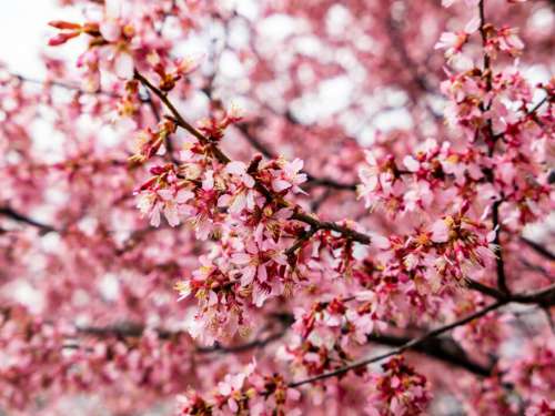 Cherry Tree Blossoms No Cost Stock Image