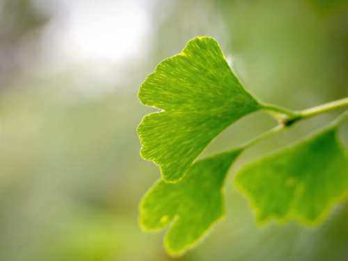 Leaf Green Background No Cost Stock Image