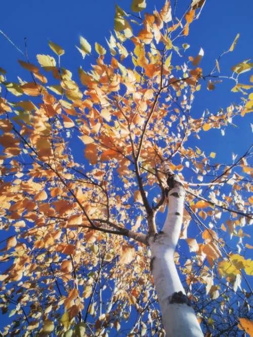 Birch Tree Autumn No Cost Stock Image