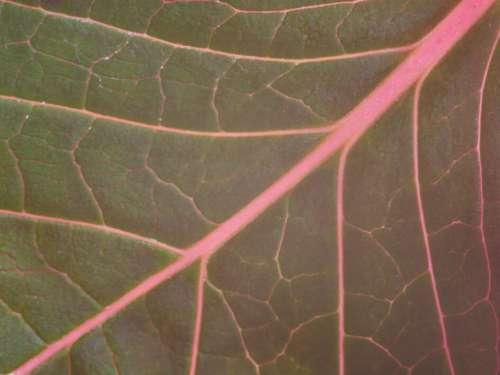 Leaf Texture Closeup No Cost Stock Image