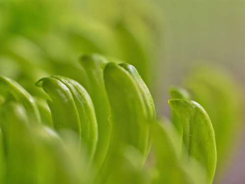 Leaf Green Close Up No Cost Stock Image