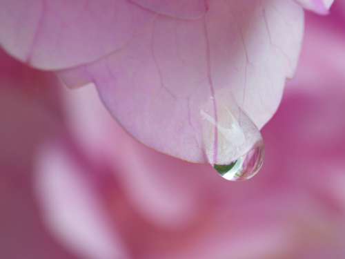 Pink Flower Petal No Cost Stock Image
