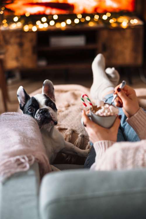 French Bulldog trying to steal Christmas latte with marshmallows 3