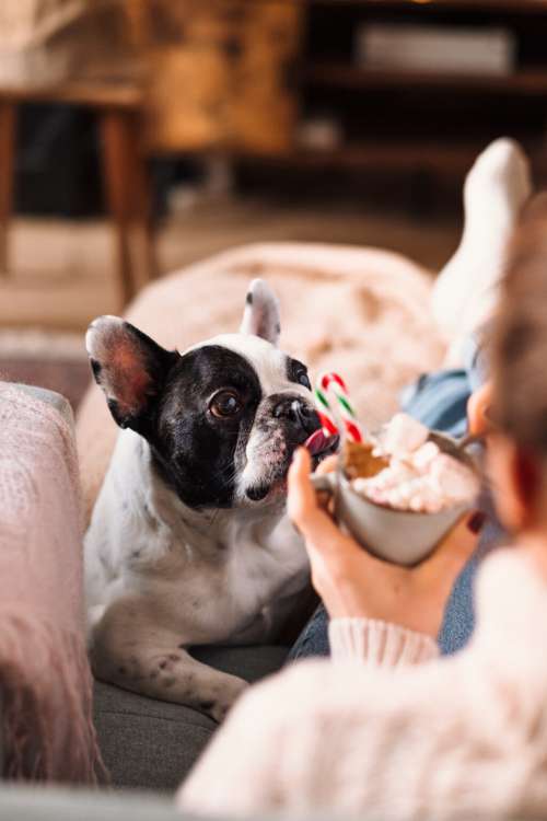 French Bulldog trying to steal Christmas latte with marshmallows 5
