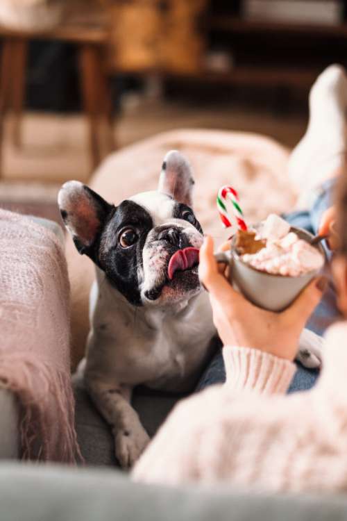 French Bulldog trying to steal Christmas latte with marshmallows 6