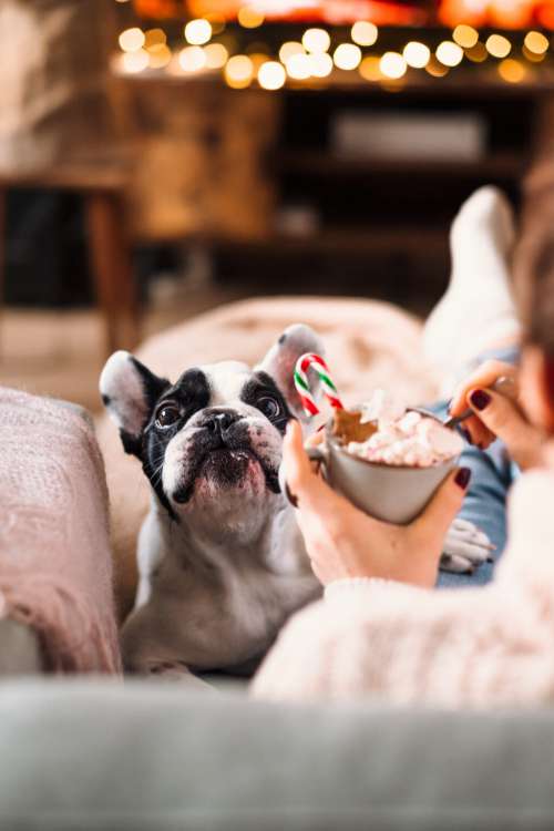 French Bulldog trying to steal Christmas latte with marshmallows 7