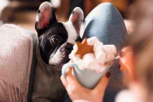 French Bulldog trying to steal Christmas latte with marshmallows closeup