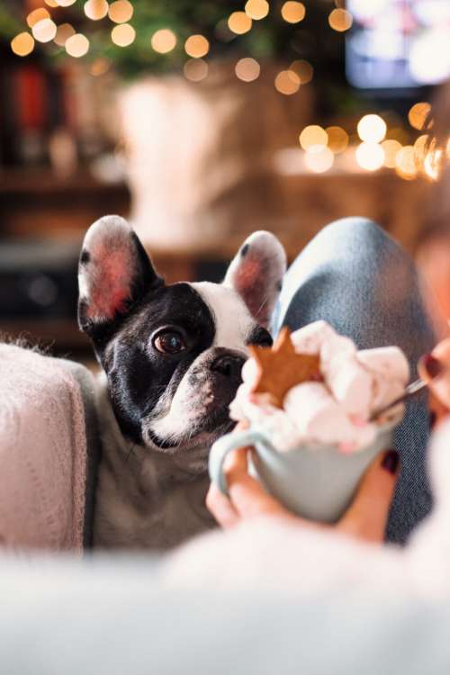 French Bulldog trying to steal Christmas latte with marshmallows closeup 2