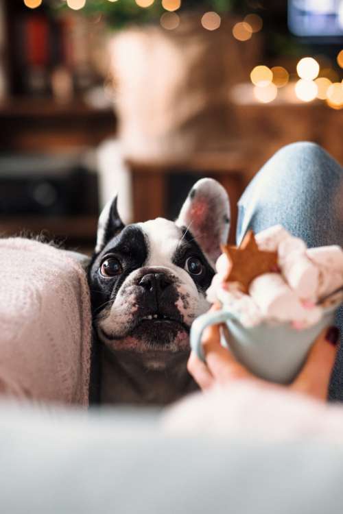 French Bulldog trying to steal Christmas latte with marshmallows closeup 3