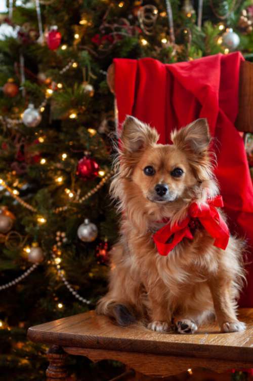 Christmas Dog Pet No Cost Stock Image