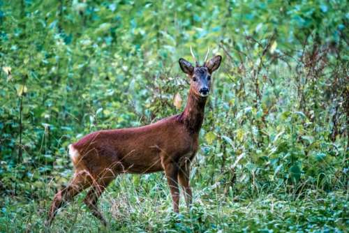 Deer Forest Wildlife No Cost Stock Image