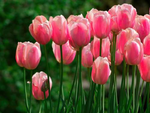 Bright Pink Tulips No Cost Stock Image