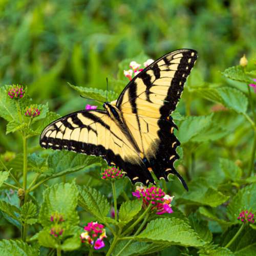 Butterfly Insect Garden No Cost Stock Image