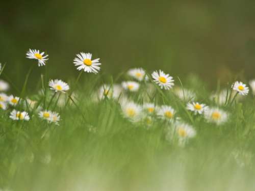 Daisies Flower Meadow No Cost Stock Image