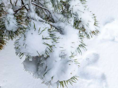 Snow Winter Branches No Cost Stock Image