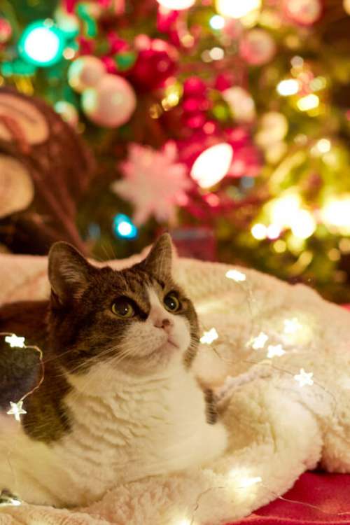 Cat Christmas Pet No Cost Stock Image