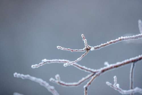 Ice Nature Branches No Cost Stock Image