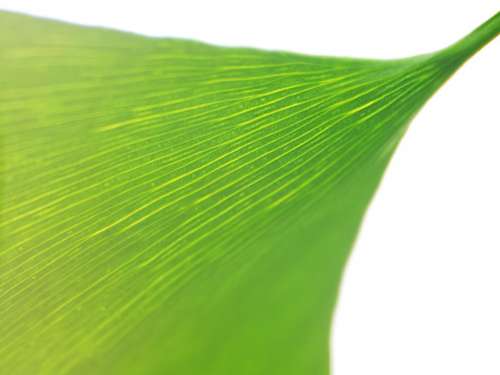 Green Leaf Close-up No Cost Stock Image