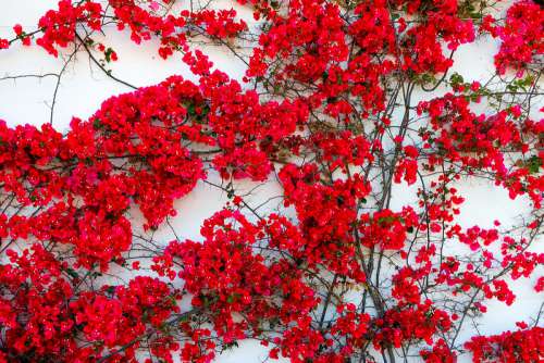 Red Flowers Over White Wall