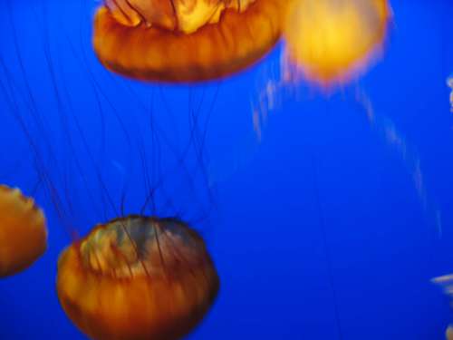 Jelly Fish Water No Cost Stock Image