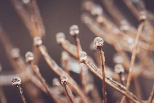 Frozen Branches Background No Cost Stock Image