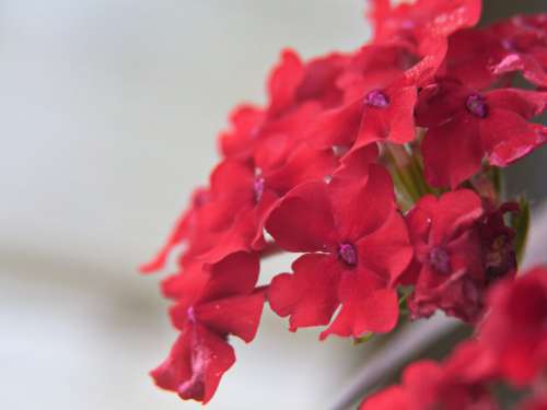 Red Flowers Close No Cost Stock Image