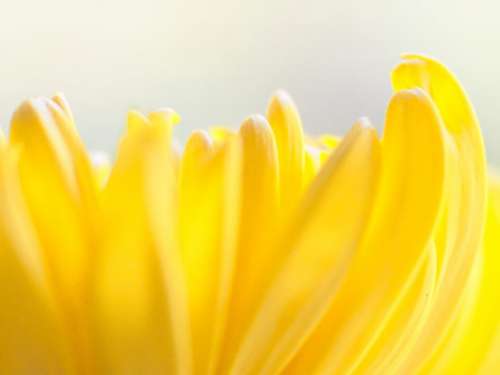 Yellow Flower Abstract No Cost Stock Image