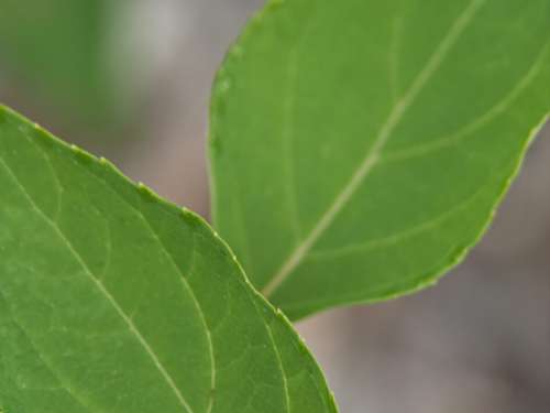 Green Leaves Macro No Cost Stock Image