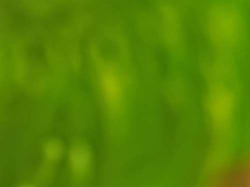 Soft Green Texture No Cost Stock Image