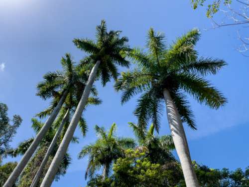 Palm Trees Sky No Cost Stock Image