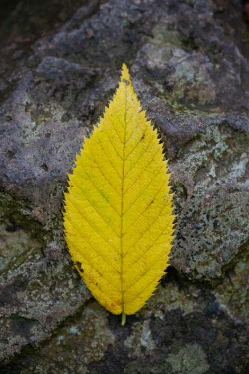 Yellow Leaf Close No Cost Stock Image