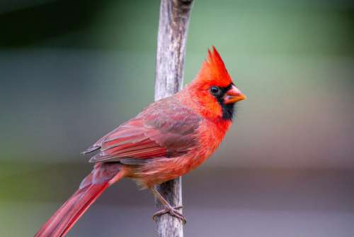 Cardinal Bird Red No Cost Stock Image