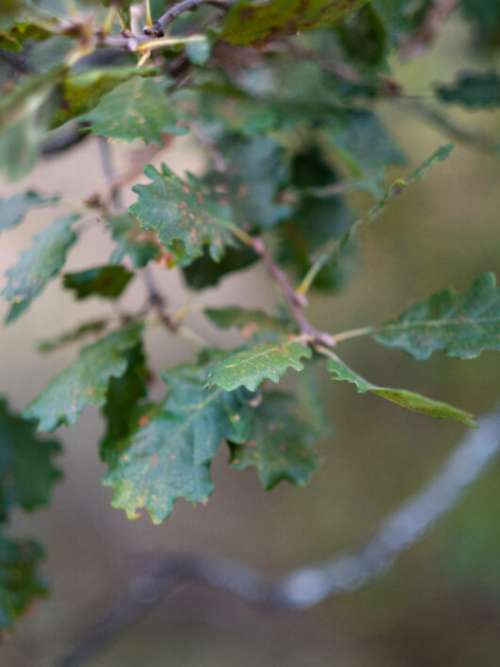 Oak Tree Leaves Free Stock Photo