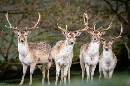 Deer Herd Group Free Stock Photo