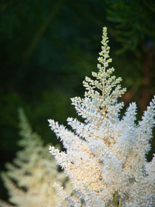 White Flowering Plant Free Stock Photo