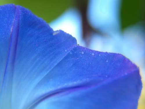 Blue Flower Petal Free Stock Photo