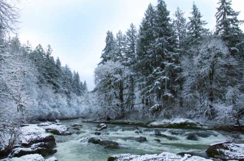 Winter Forest River Free Stock Photo