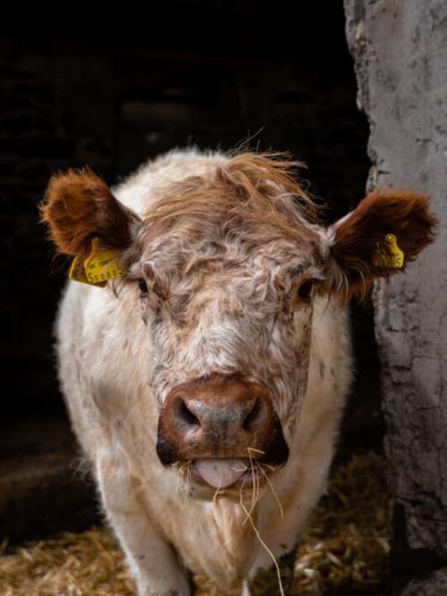 Cow Face Portrait Free Stock Photo