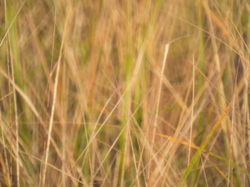 Tall Grass Background Free Stock Photo