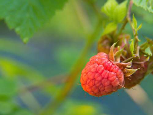 Raspberry Food Nature Free Stock Photo
