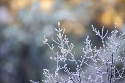 Ice Nature Branches Free Stock Photo