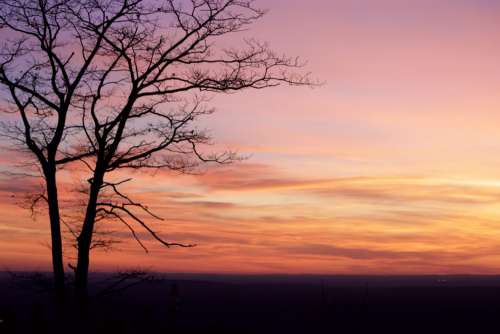 Tree Silhouette Sunset Free Stock Photo