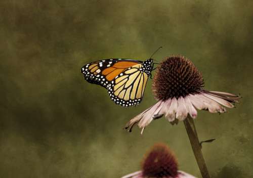 Butterfly Insect Garden Free Stock Photo