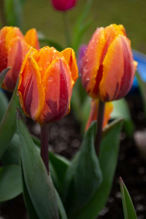 Tulips Flower Garden Free Stock Photo