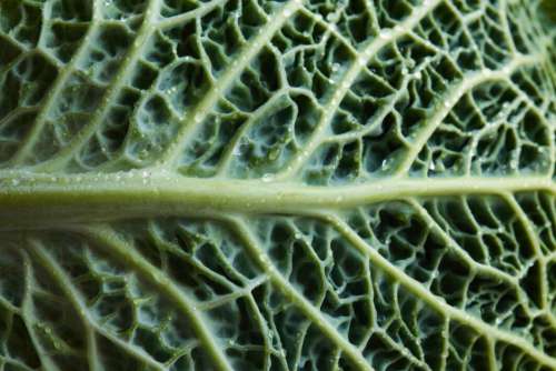 Leaf Macro Cabbage Free Stock Photo