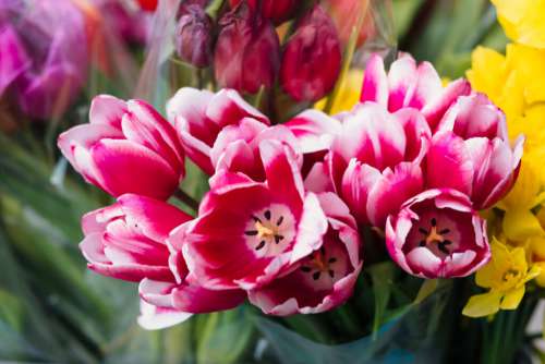 Pink tulips 6