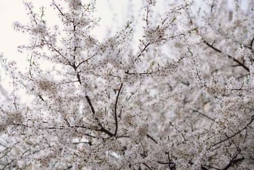 White tree blossom 25